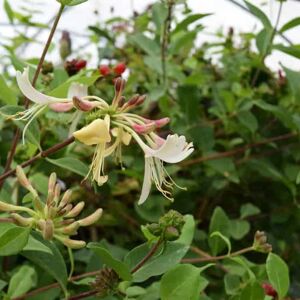 Lonicera periclymenum 'Belgica' 60-80 cm